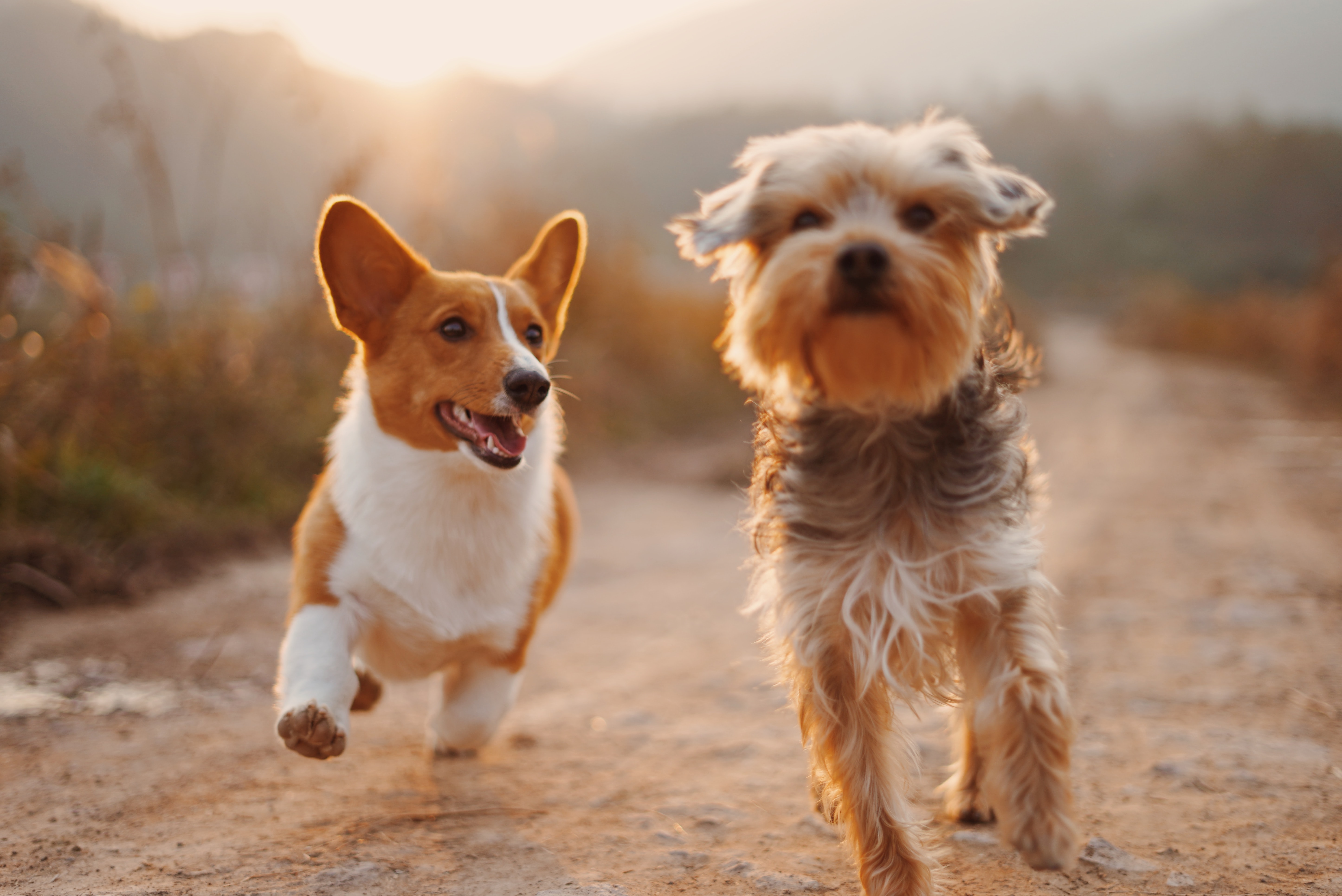 two dogs